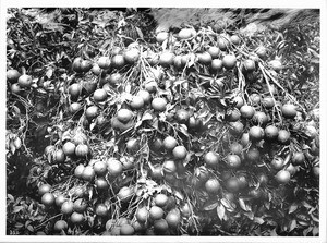 Close-up of oranges hanging from a heavily-laden tree and blossoms, California, ca.1930