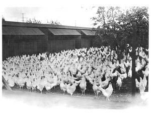 White leghorn chickens on a chicken farm in the San Fernando Valley, California, ca.1900/1940