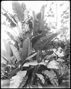 Bird of Paradise plant, ca.1920