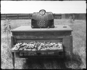 An incubator on an alligator farm (possibly the California Alligator Farm, Los Angeles), ca.1900