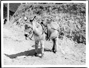 Burro named Whiskers on Mount Lowe, California