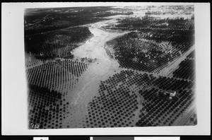 Flooded groves in an unidentified area, 1938