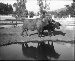 Pair of water buffaloes standing near a pond at the Los Angeles Zoo