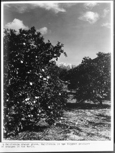 Orange groves with snowcapped mountains, showing grass below, ca.1910