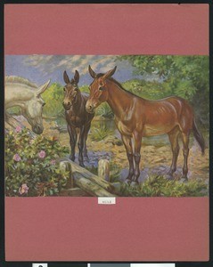 Color drawing depiciting mules, by H