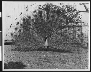 Full view of a male peacock with tail spread to expose plumage, ca.1930