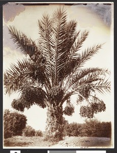 Date palm tree, Arizona