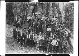 Men standing on and next to a giant redwood tree in the Converse section of Kings Canyon National Park, ca.1900