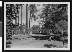 View of Bartlett's Cedar Lake through pine trees, ca.1950