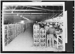 Workers packing lettuce in an unidentified warehouse