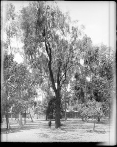 A boy standing next to a large eucalyptus tree in the middle of a eucalyptus grove, ca.1900