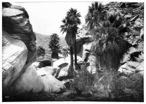 Palm Canyon near Palm Springs, showing boulders, ca.1901
