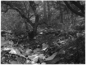 Forest on Mount Lowe showing exposed rocks in a shallow wash, near Altadena, California, ca.1900