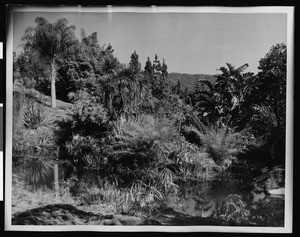 California Botanic Gardens, showing cluster of trees over a river