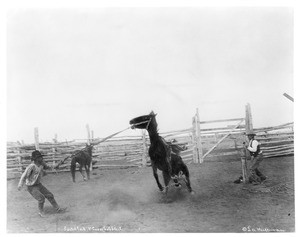 Cowboys breaking a saddled and cross-hobbled bronco, ca.1890