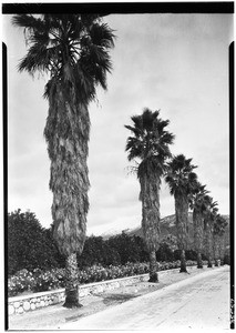 Tall palm trees lining a street, showing orange groves in Glendora, January, 1930