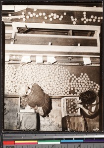 Interior of a citrus fruit packing house where women are packing fruit, shown from above, ca.1930