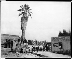 San Pedro palm being brought to Fifth Street and Central Avenue for depot, 1889