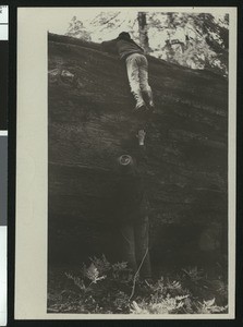 Man helping a small child over the fallen trunk of a giant redwood tree