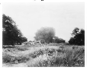 Panoramic scene of undergrowth at Beaumont, California