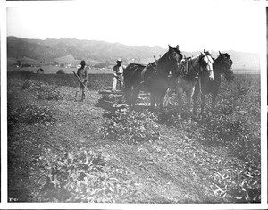 Two men working a horse-drawn harvester in a bean field