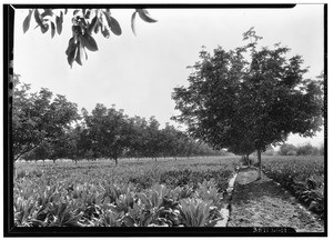 Walnut groves showing intercrop of Cauliflower, Las Tunas Drive and Santa Anita Avenue, Arcadia, October 30, 1930