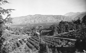 Birdseye view of suburban orange groves near Los Angeles, ca.1900-1930