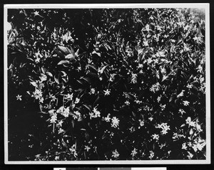 Oranges and blossoms from a California grove, ca.1930