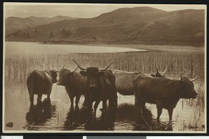 Water buffaloes, ca.1900