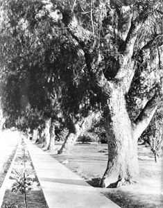 Pepper Avenue in Lankershim, San Fernando Valley, California