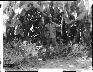 Rojerio, the San Fernando Mission chorister, gathering the fruit of the cactus for food, July, 1898
