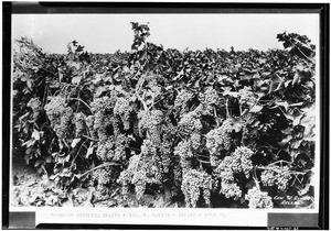 Thompson seedles grapes on the property of George W. Davies, Delano