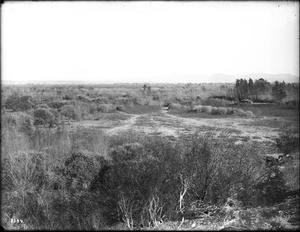 Vegetation around Yuma Indian dwellings looking north at Fort Yuma, Arizona, ca.1900