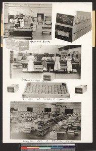 Santa Paula Citrus Fruit Association lemon packing house, ca.1905-1919