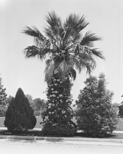 A palm tree with ivy entwined around its trunk, ca.1920