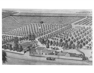 Drawing depicting William Wolfskill's Pasadena orange and lemon grove and residence, between Alameda and San Pedro Streets, Los Angeles, ca.1882