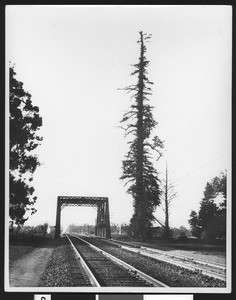 Famous Palo Alto Redwood Tree near a set of train tracks, 1937