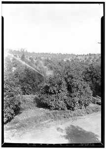 H. C. Smith's avocado plantation in La Habra Heights, October 25, 1933