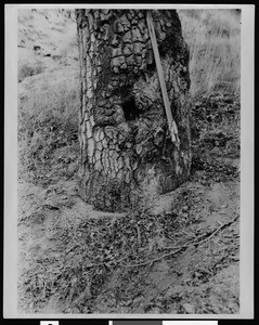 Close-up view of the Boundary Oak in the northeast corner of Griffith Park, showing the hole in which the boundary records of three ranches were deposited, ca.1926