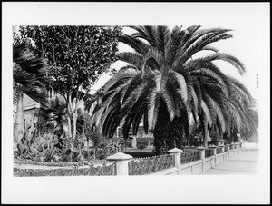 Large date palm tree in front of house on Figureroa Street, Los Angeles, ca.1888