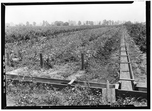 Cutting back of rasberries at Frank Webb Place, Rosemead, July 21, 1927