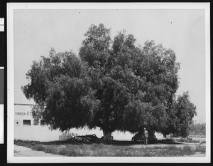 Man standing near a large tree in front of a Union Ethel Gasoline building