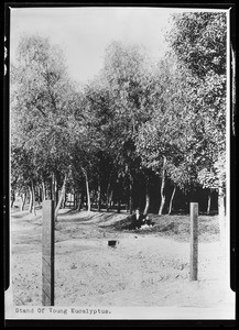 Man and girl sitting beneath a stand of young eucalyptus
