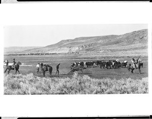 Cowboys robbing a steer out of the herd, ca.1890