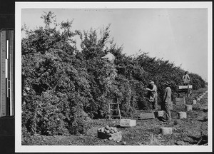 Workers picking pomegranates in an orchard near Poterville, Tulare County, ca.1910