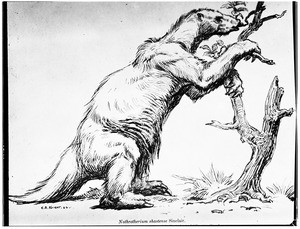 Drawing of a ground-sloth from the Natural History Museum