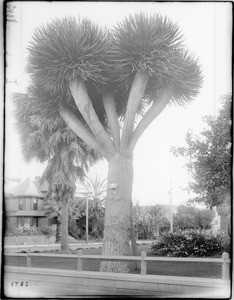 Large rare yucca plant (Yucca Radiata) on the grounds of Santa Barbara's Hotel Arlington, ca.1900