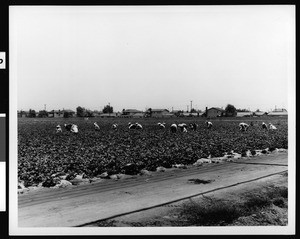 View of a group of stoop laborers harvesting crops in the Westminster area of Orange County, near Erdinger Street, 1970