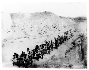 Twenty-mule team hauling borax in wagons from mines in Death Valley, ca.1890