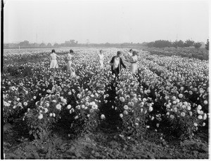 Women and a young girl wearing summer dresses, while standing in a sunflower field